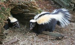 striped skunk.jpg