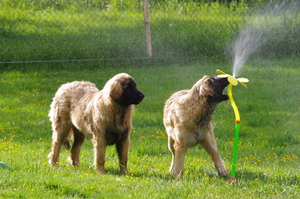 Leonberger-Puppies-Playing-in-a-Sprinkler