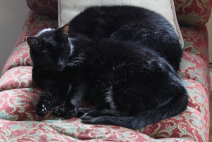Territorial-Networking-Cats.jpg