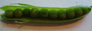 Pea Pod.JPG