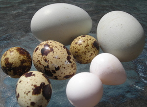 Borden - Quail eggs and chicken eggs