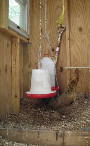 Borden - chicken coop with dirty litter