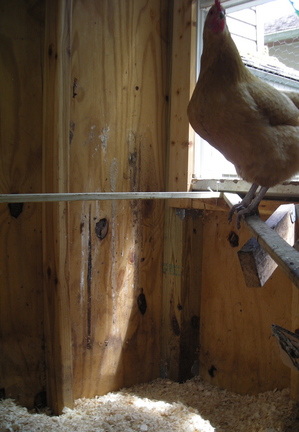 Borden - chicken coop with clean litter