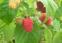 Borden - picture of raspberries on the vine
