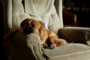 Dot-achieves-an-almost-perfect-nap