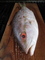 lampmanplankedfish.jpg