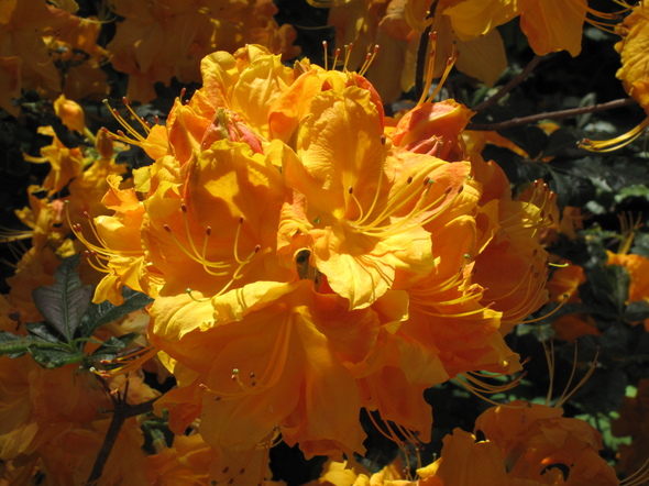FlowersArboretum.JPG