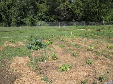 Dicken-Vegetable-Garden.JPG