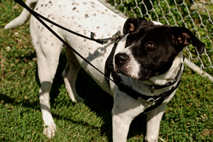 Thumbnail image for Whimsy-Wearing-Freedom-Harness