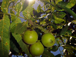 black-walnut-kansas-sebastian.jpg