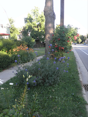 Packard-House-Flower-Violations.JPG