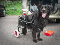 markrobinsondogcart.jpg