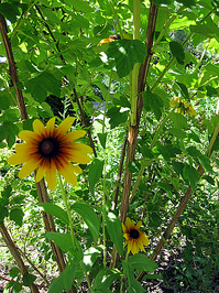 MillaSunflowerNinebark.jpg