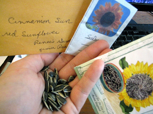 MillaSunflowerSeeds.jpg