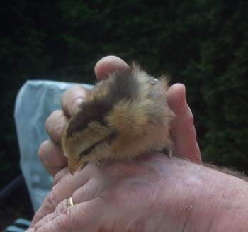 Borden - chick on man's hand