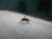 Thumbnail image for mosquito.jpg