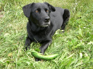 Maddie with cuke