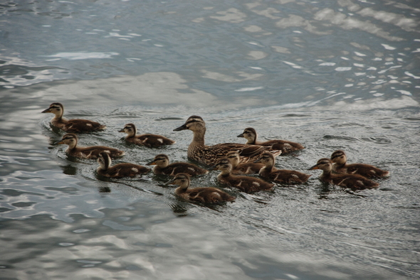 CanandiaguaLake-Ducks.JPG