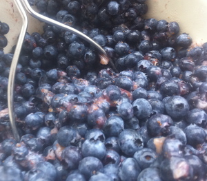 Borden - mashing blueberries