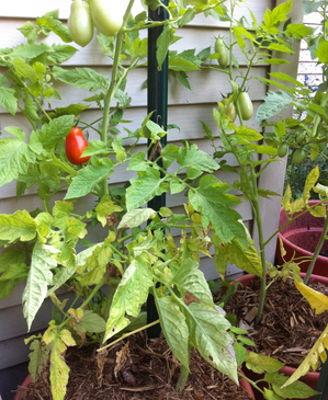 Borden - tomato plant