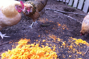 Borden - Chickens eating carrot leftovers