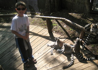 ChapmanLemurs