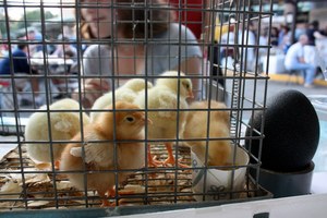 Borden - Homegrown festival chicks with crowd