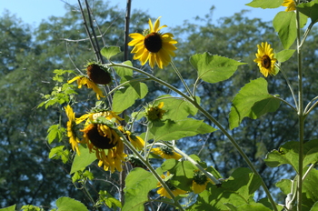 Sunflowers.JPG