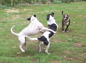 barking.jpg