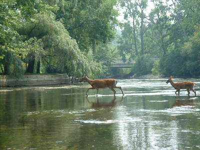 deer.jpg