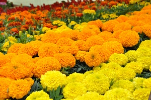 flowers.jpg