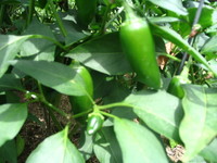 jalapeno.JPG