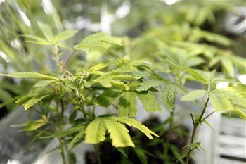 medical_marijuana.jpg
