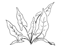 spinach.jpg