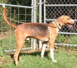 walkerhound6.jpg