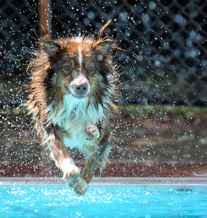 090810_DOG_SWIM_1_LON.JPG