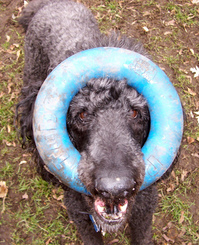 Thumbnail image for Thumbnail image for Dog-with-Blue-Ring-Toy