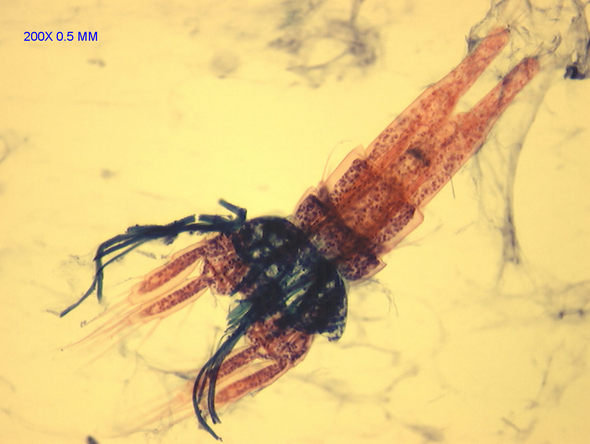 Copepod.jpg