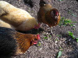 Borden - Chickens eating weeds