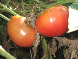 Heirloom-Tomatos.JPG
