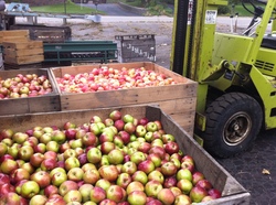 Borden - Apples waiting to be pressed at the Dexter Cider Mill