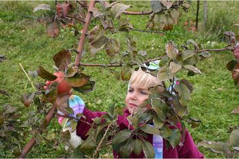 Mayrend-apple orchard.jpg