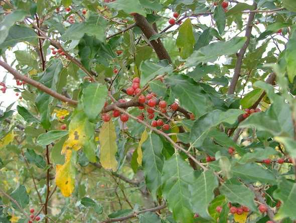 autumn olive close up.JPG