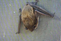 stafford_bat1.jpg
