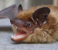 bat3.jpg