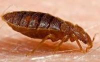 Thumbnail image for Thumbnail image for bed_bug.jpg