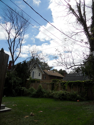 dead elm trees in his dead elm tree pictures. dead elm trees in his