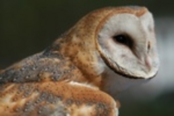 Barn Owl At Leslie Science And Nature Center Finds New Owners Who