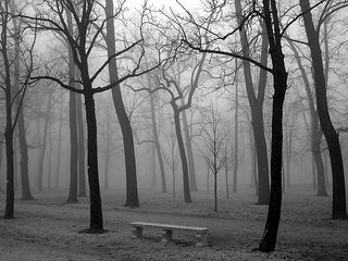 wintertrees.jpg