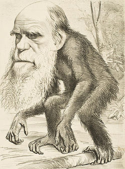 446px-Darwin_ape.jpg